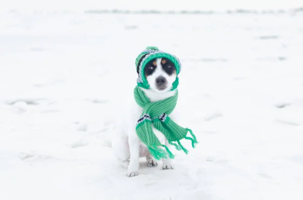 Sad Jack Russell Terrier dog in a  green knitted cap and scarf. Winter clothes for dogs.
