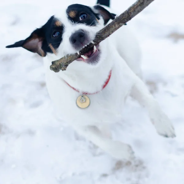 Jack Russell Terrier Cane Gioca Con Suo Proprietario Nella Trazione — Foto Stock