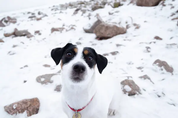 Jack Russell Terrier Köpek Taş Issız Bir Kumsalda Yürür Yalnız — Stok fotoğraf