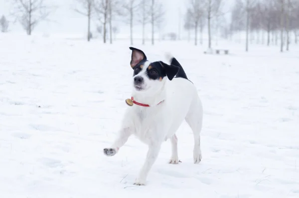 Jack Russell Terrier Köpek Onun Sahibi Ile Oynuyor Kışın Açık — Stok fotoğraf