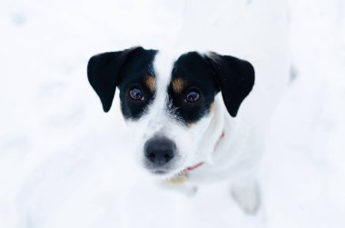 Jack Russell Terrier. Kışın açık havada yürüyüş. Güzel portre portre. Nasıl senin evde beslenen hayvan--dan hipotermi korumak için. 