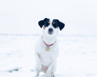 Jack Russell Terrier. Köpek sahibi komutları gerçekleştirir. Kışın açık havada yürüyüş. Nasıl senin evde beslenen hayvan--dan hipotermi korumak için. 