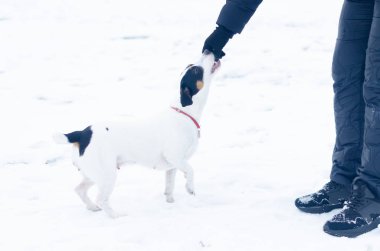 Jack Russell Terrier. Köpek sahibi komutları gerçekleştirir. Kışın açık havada yürüyüş. Nasıl senin evde beslenen hayvan--dan hipotermi korumak için. 