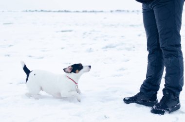 Jack Russell Terrier. Köpek sahibi komutları gerçekleştirir. Kışın açık havada yürüyüş. Nasıl senin evde beslenen hayvan--dan hipotermi korumak için. 