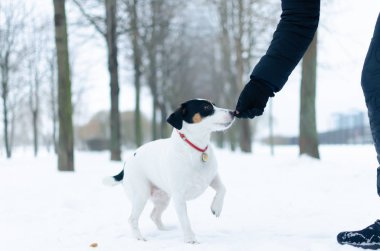 Jack Russell Terrier. Köpek sahibi komutları gerçekleştirir. Kışın açık havada yürüyüş. Nasıl senin evde beslenen hayvan--dan hipotermi korumak için. 