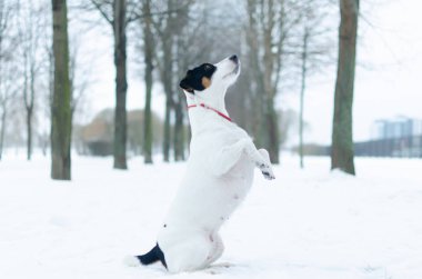 Jack Russell Terrier. Köpek sahibi komutları gerçekleştirir. Kışın açık havada yürüyüş. Nasıl senin evde beslenen hayvan--dan hipotermi korumak için. 