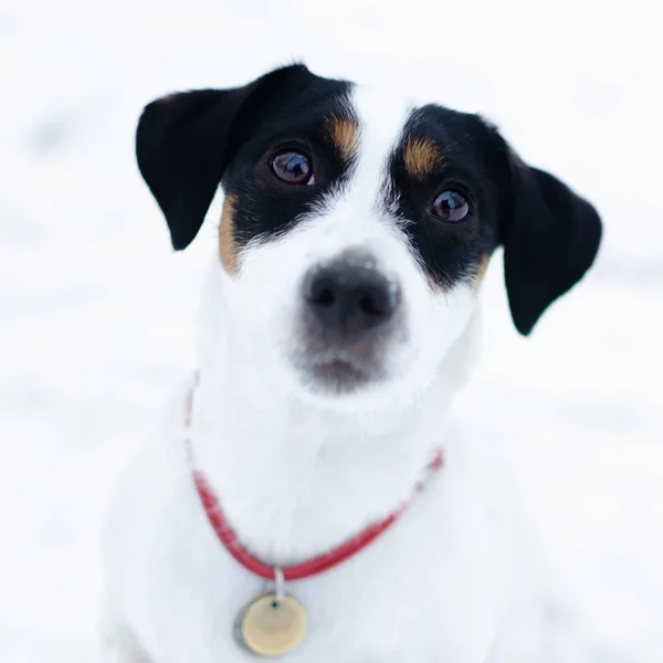 Jack Russell Terrier Camminare All Aperto Inverno Bellissimo Ritratto Primo — Foto Stock
