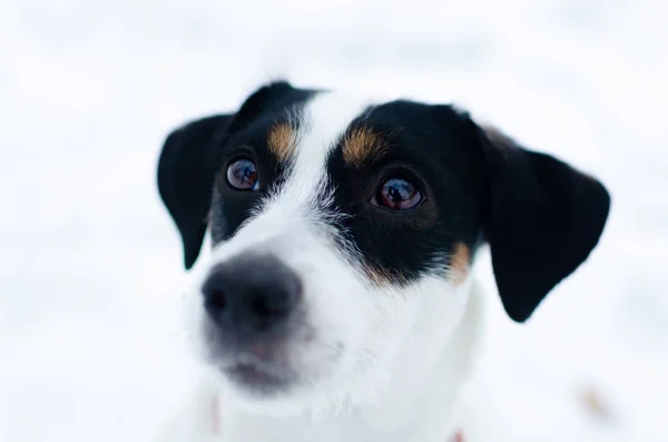 Jack Russell Terrier Spacery Świeżym Powietrzu Zimie Zbliżenie Piękny Portret — Zdjęcie stockowe