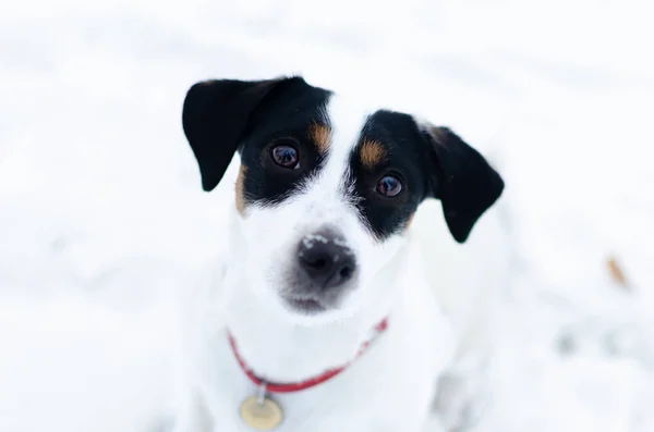 Jack Russell Terrier Kışın Açık Havada Yürüyüş Güzel Portre Portre — Stok fotoğraf