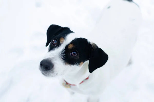 Jack Russell Terrier Kışın Açık Havada Yürüyüş Güzel Portre Portre — Stok fotoğraf