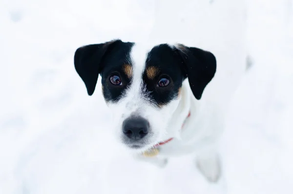 Jack Russell Terrier Kışın Açık Havada Yürüyüş Güzel Portre Portre — Stok fotoğraf