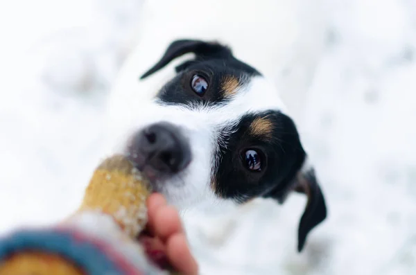 Jack Russell Terrier Camminare All Aperto Inverno Bellissimo Ritratto Primo — Foto Stock