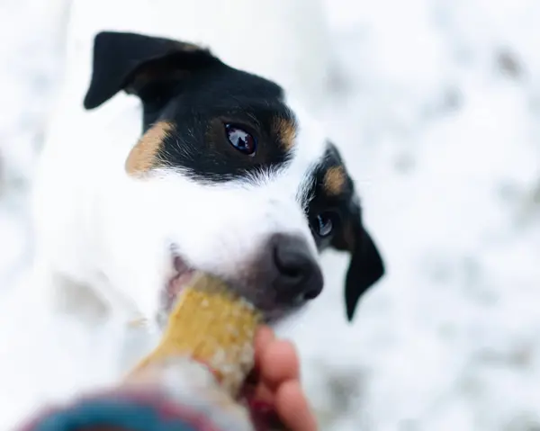 Jack Russell Terrier Camminare All Aperto Inverno Bellissimo Ritratto Primo — Foto Stock