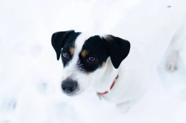 ジャック ラッセル テリア 冬に屋外で歩きます 美しいクローズ アップの肖像画 低体温症からあなたのペットを保護する方法 — ストック写真