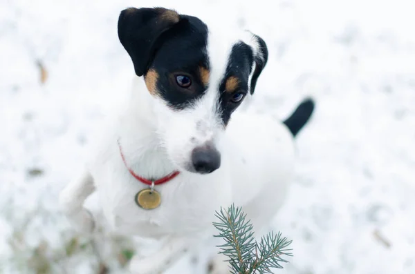 Jack Russell Terrier Kışın Açık Havada Yürüyüş Güzel Portre Portre — Stok fotoğraf