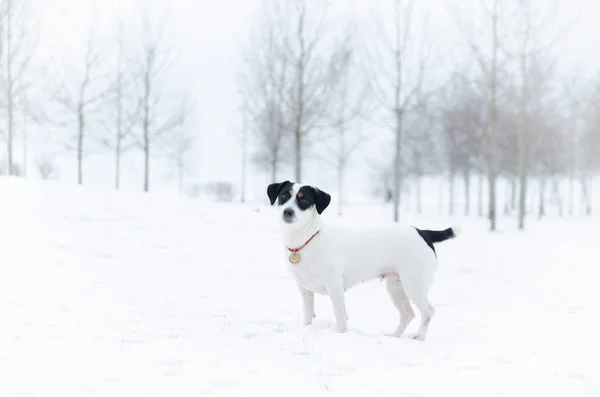 ジャック ラッセル テリア 冬に屋外で歩きます 美しいクローズ アップの肖像画 低体温症からあなたのペットを保護する方法 — ストック写真