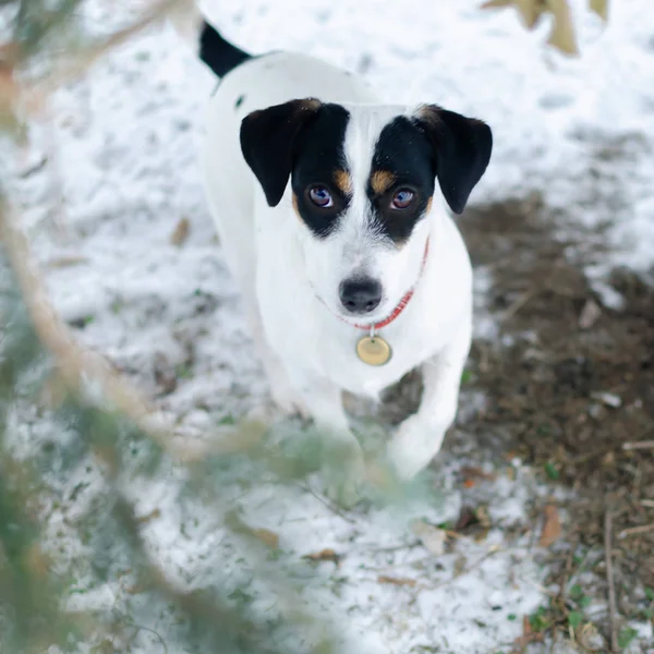 ジャック ラッセル テリア 冬に屋外で歩きます 低体温症からあなたのペットを保護する方法 — ストック写真