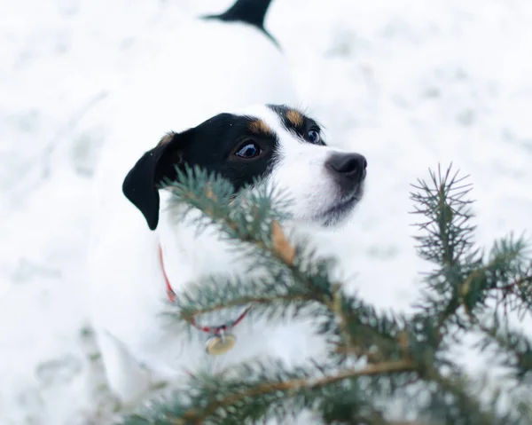 Jack Russell Terrier Camminare All Aperto Inverno Come Proteggere Tuo — Foto Stock