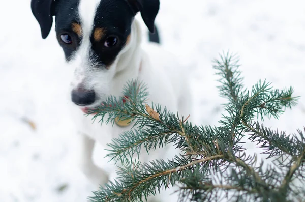 Jack Russell Terrier Camminare All Aperto Inverno Come Proteggere Tuo — Foto Stock