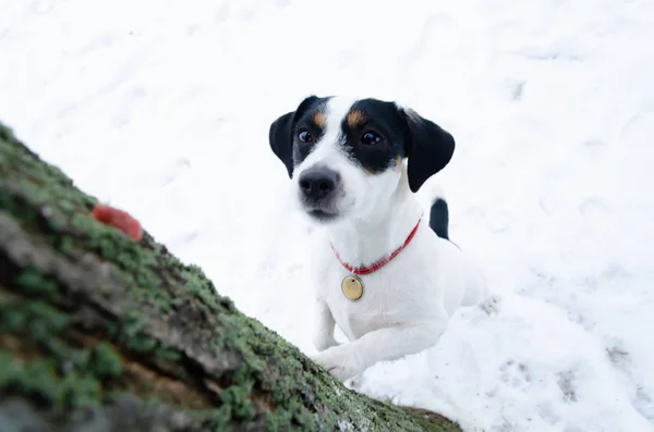 Jack Russell Terrier Camminare All Aperto Inverno Come Proteggere Tuo — Foto Stock