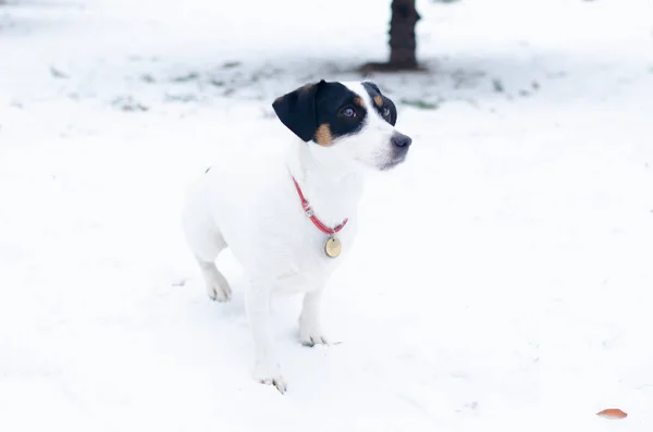 Jack Russell Terrier Cane Esegue Comandi Del Suo Proprietario Camminare — Foto Stock