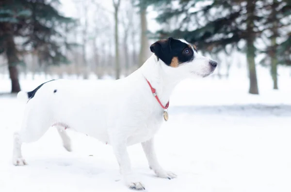 Jack Russell Terrier Köpek Sahibi Komutları Gerçekleştirir Kışın Açık Havada — Stok fotoğraf