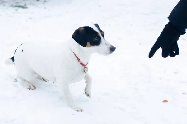 Jack Russell Terrier Köpek Sahibi Komutları Gerçekleştirir Kışın Açık Havada — Stok fotoğraf