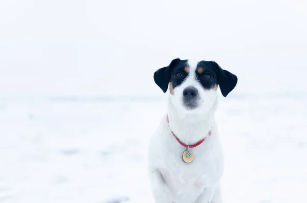 Jack Russell Terrier Cane Esegue Comandi Del Suo Proprietario Camminare — Foto Stock