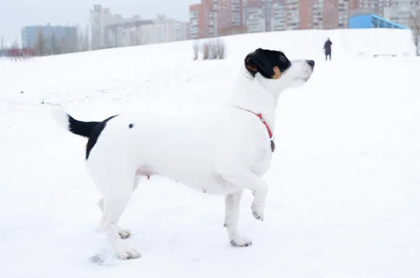 Jack Russell Terrier Dog Performs Commands Its Owner Walking Outdoors — Stock Photo, Image