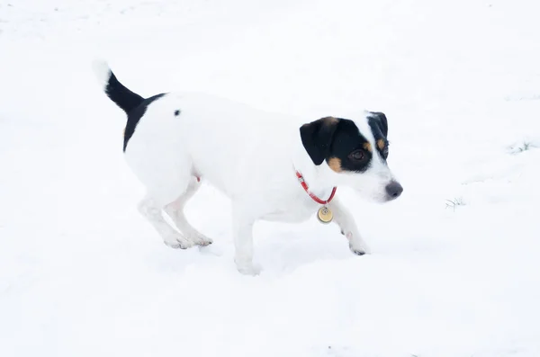 Jack Russell Terrier Hunden Utför Kommandon Från Dess Ägare Gångavstånd — Stockfoto