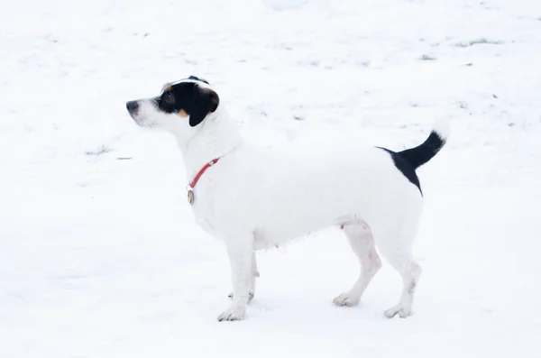 Jack Russell Terrier Dog Performs Commands Its Owner Walking Outdoors — Stock Photo, Image