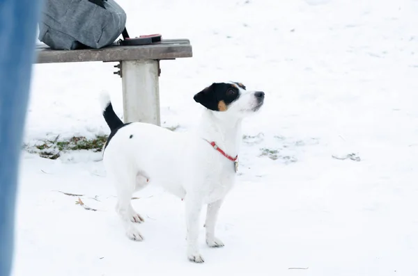 ジャック ラッセル テリア その所有者のコマンドを実行します 冬に屋外で歩きます 低体温症からあなたのペットを保護する方法 — ストック写真