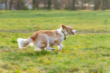 Kenar kömür ocağı. Köpek frizbi anında yakalar. Evcil hayvan sahibi ile oynuyor. Köpek ile uyumlu ilişki: eğitim ve öğretim.