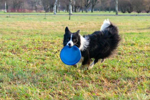 Κόλλεϊ Συνόρων Σκύλος Πιάνει Frisbee Σχετικά Μύγα Κατοικίδιο Ζώο Παίζει — Φωτογραφία Αρχείου