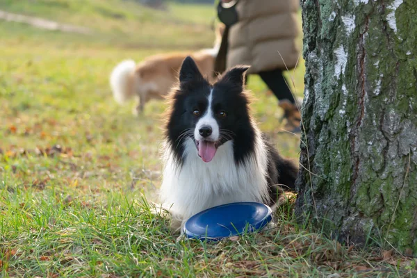 Border collie. The dog catches the frisbee on the fly. The pet plays with its owner. Harmonious relationship with the dog: education and training.