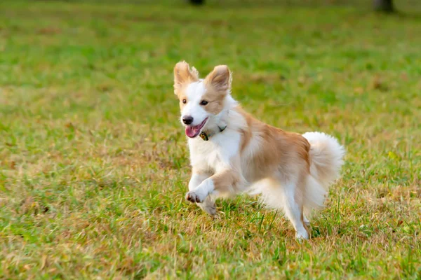 Border Collie Hunden Fångar Frisbee Farten Pet Spelar Med Sin — Stockfoto