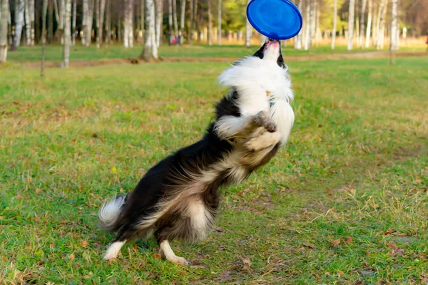 Κόλλεϊ Συνόρων Σκύλος Πιάνει Frisbee Σχετικά Μύγα Κατοικίδιο Ζώο Παίζει — Φωτογραφία Αρχείου