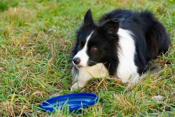 Border collie. The dog catches the frisbee on the fly. The pet plays with its owner. Harmonious relationship with the dog: education and training.