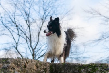 Kenar kömür ocağı. Sonbaharda açık havada yürüyüş. Güzel portre portre.