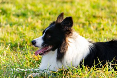 Kenar kömür ocağı. Sonbaharda açık havada yürüyüş. Güzel portre portre.
