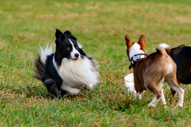 Kenar kömür ocağı. Köpek ile uyumlu ilişki: eğitim ve öğretim. Köpekler birbirleriyle oynamak. Saldırgan davranışlar düzeltilmesi. Sonbaharda açık havada yürüyüş.