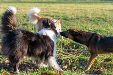 Kenar kömür ocağı. Köpek ile uyumlu ilişki: eğitim ve öğretim. Köpekler birbirleriyle oynamak. Saldırgan davranışlar düzeltilmesi. Sonbaharda açık havada yürüyüş.