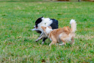 Kenar kömür ocağı. Köpek ile uyumlu ilişki: eğitim ve öğretim. Köpekler birbirleriyle oynamak. Saldırgan davranışlar düzeltilmesi. Sonbaharda açık havada yürüyüş.