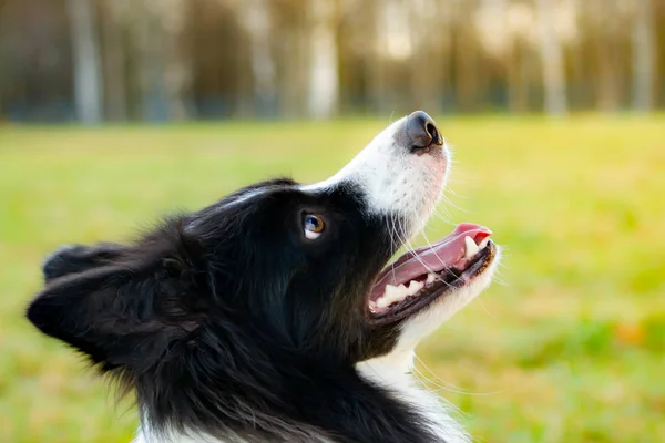 Border Collie Wandelen Buiten Het Najaar Mooie Close Portret — Stockfoto