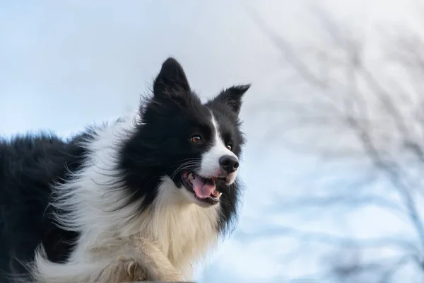 Border Collie Walking Outdoors Autumn Beautiful Closeup Portrait — Stock Photo, Image