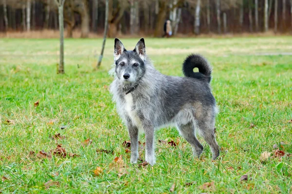 Giovane Energico Mezzosangue Passeggia Nel Prato Autunno Bellissimo Ritratto Primo — Foto Stock