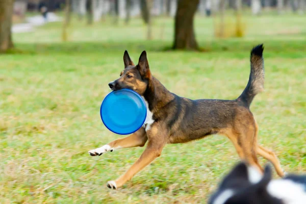 Jeune Chien Métis Énergique Chien Attrape Frisbee Volée Animal Joue — Photo