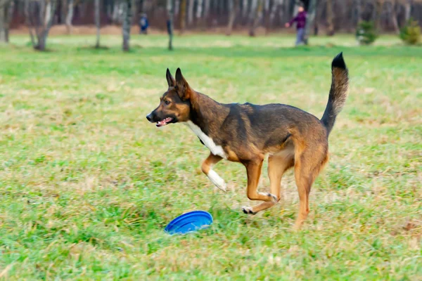 Νέοι Ζωηρό Σκυλί Φυλής Σκύλος Πιάνει Frisbee Σχετικά Μύγα Κατοικίδιο — Φωτογραφία Αρχείου