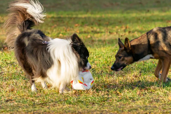 Collie Fronteira Relação Harmoniosa Com Cão Educação Treinamento Cães Brincam — Fotografia de Stock
