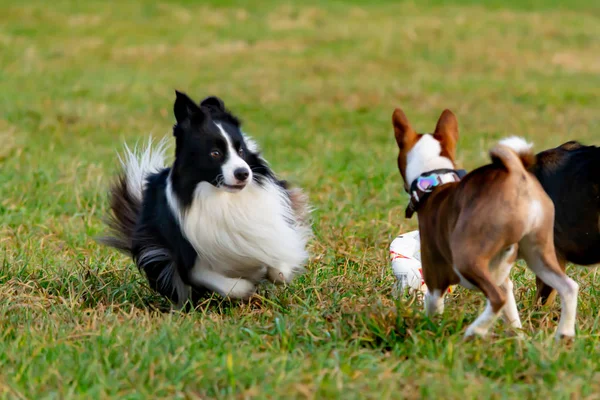 Perbatasan Collie Hubungan Yang Harmonis Dengan Anjing Pendidikan Dan Pelatihan — Stok Foto